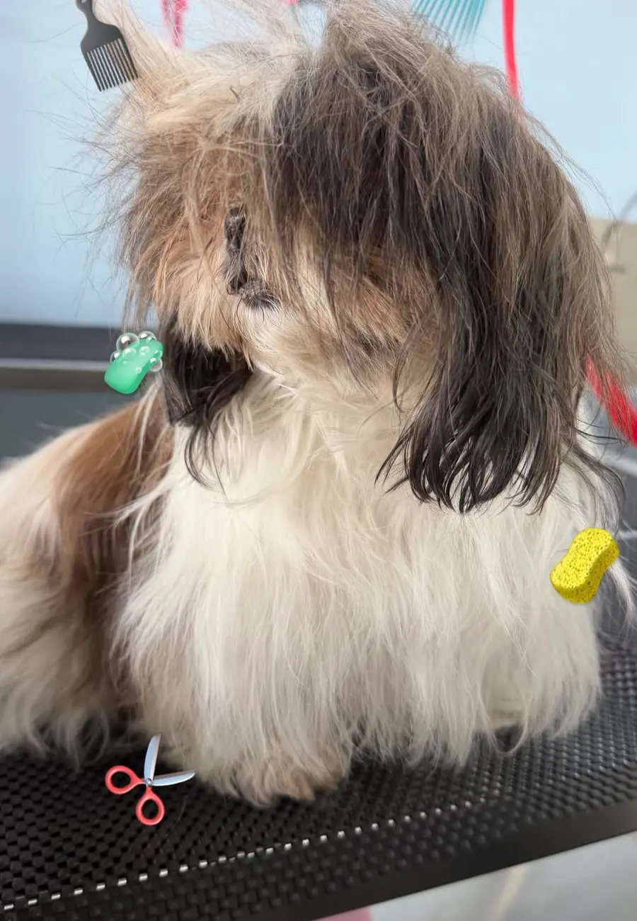 Perrito shih tzu despeinado antes del baño en Bubbles Pets Spa, Zapopan
