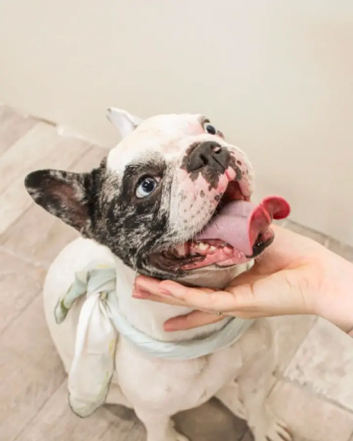 Burbuja, bulldog francés de Bubbles Pets Spa