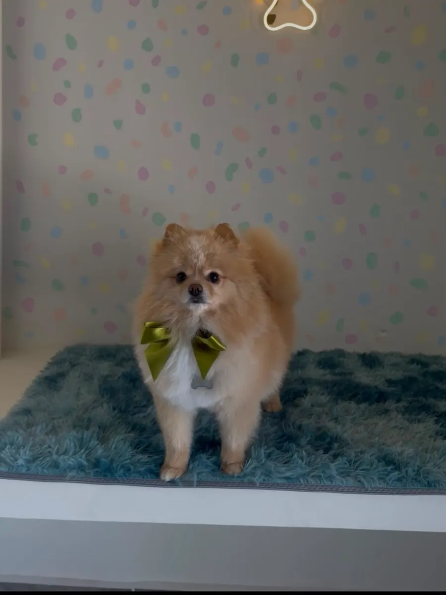 Pomerania recién bañado y peinado en Bubbles Pets Spa, estética canina en Zapopan