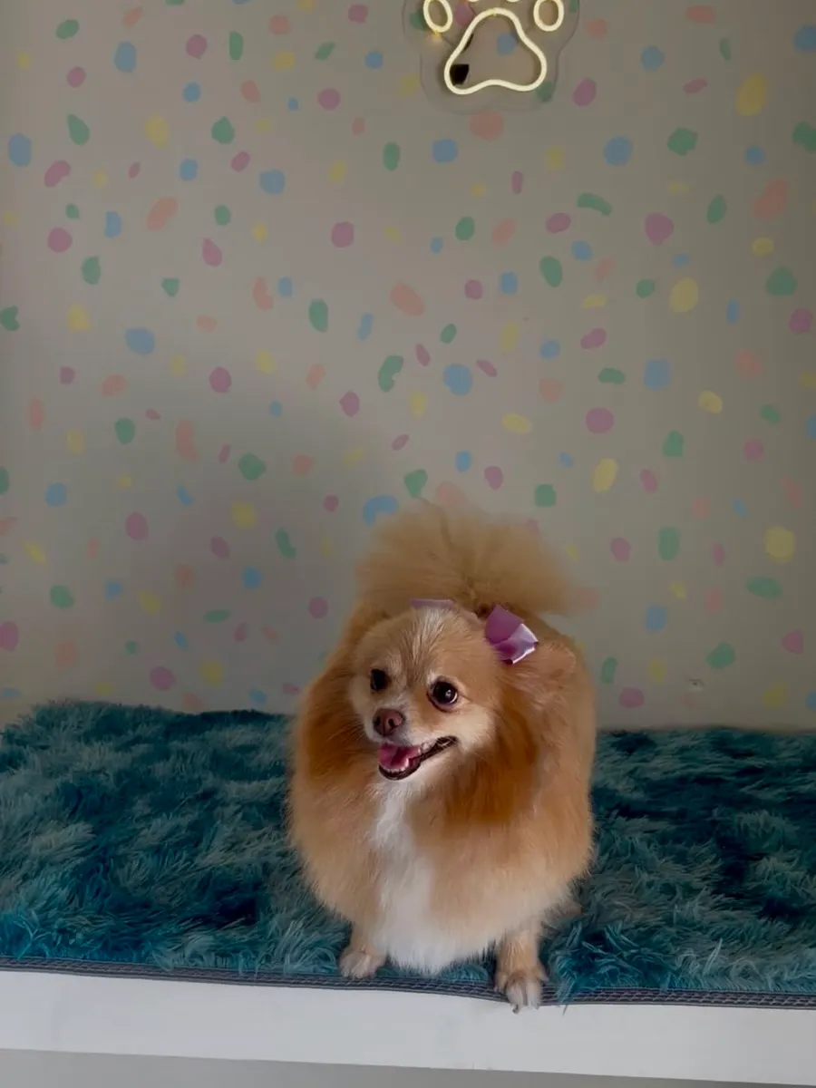 Perrita pomerania consentida tras su baño en Bubbles, Nuevo México, Zapopan