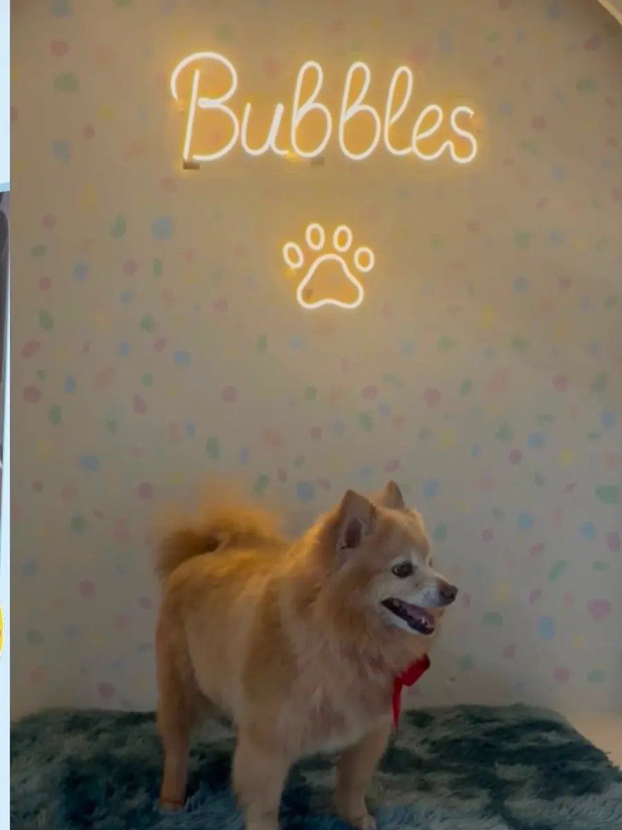 Rocco, pomerania acicalado en Bubbles Pets Spa, estética canina y felina en Zapopan