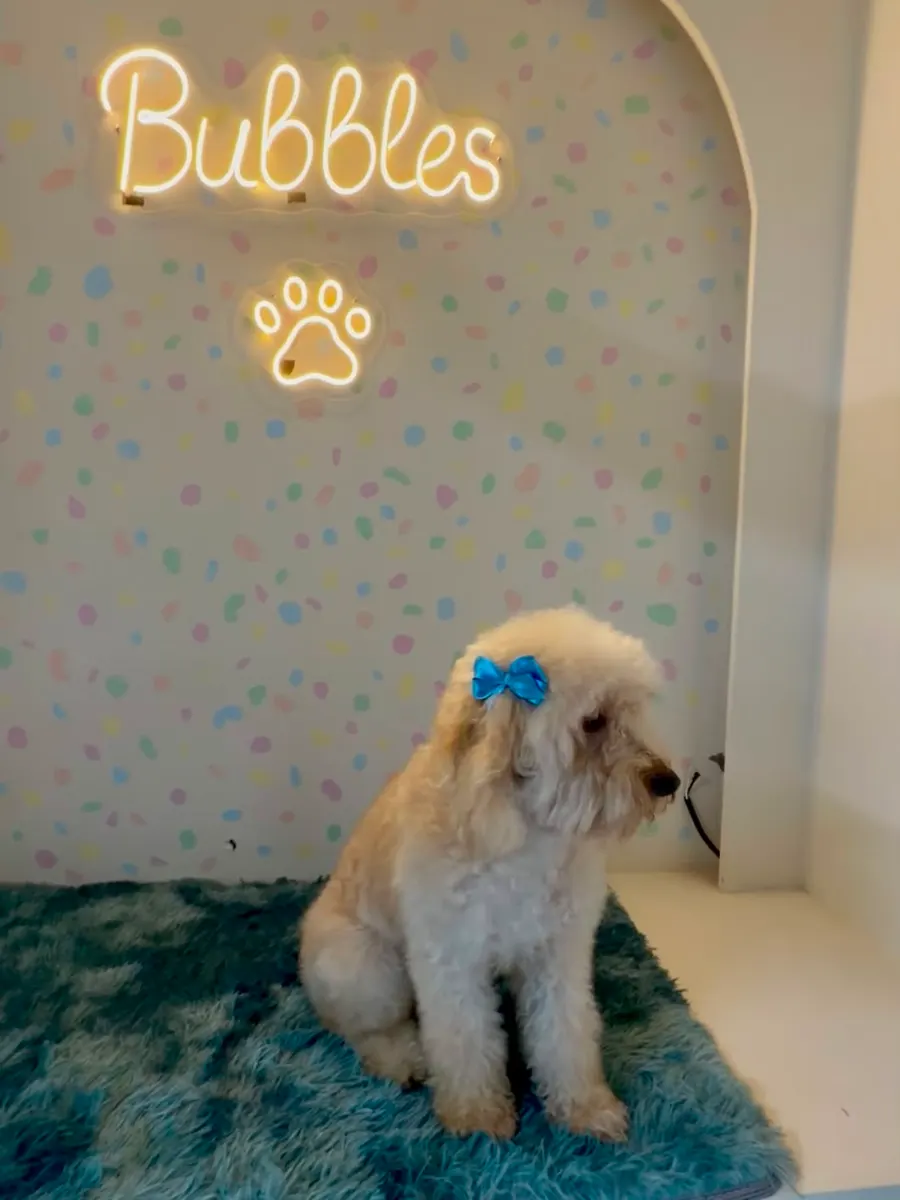 Poodle blanco con moño después de su sesión de spa en Bubbles Pets Spa, Zapopan