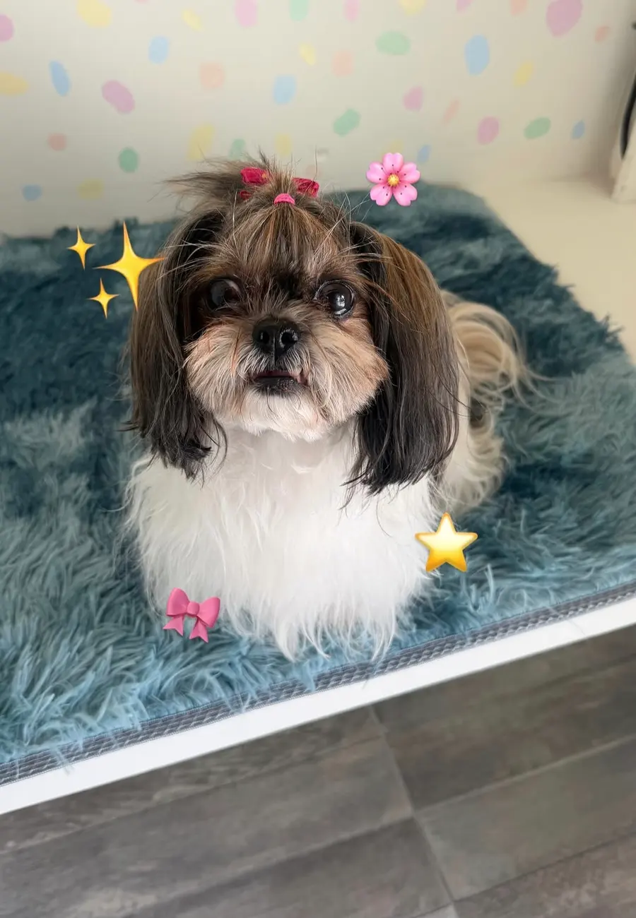El mismo perrito shih tzu peinado y con moño después de su estética en Bubbles Pets Spa, Zapopan