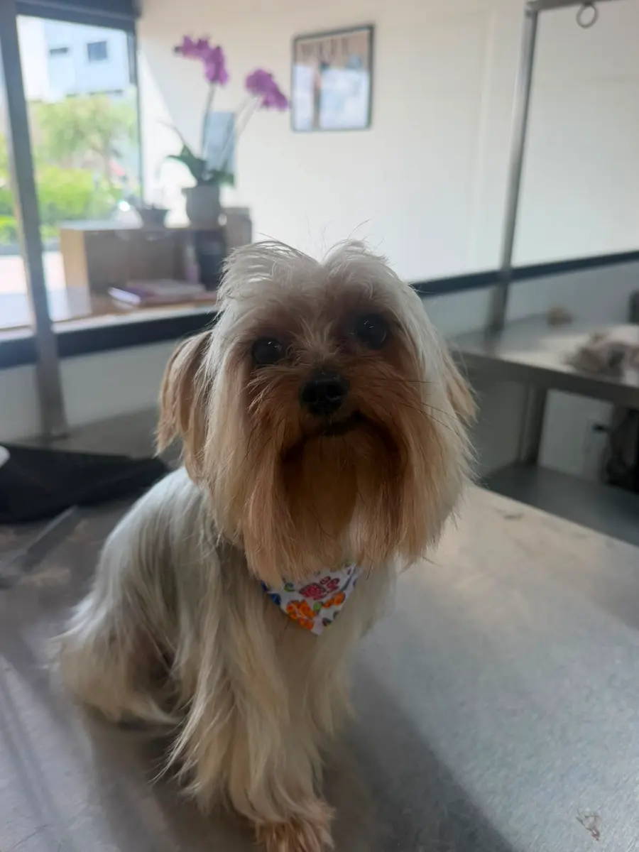 Yorkie recién peinado en Bubbles Pets Spa, estética canina en Zapopan