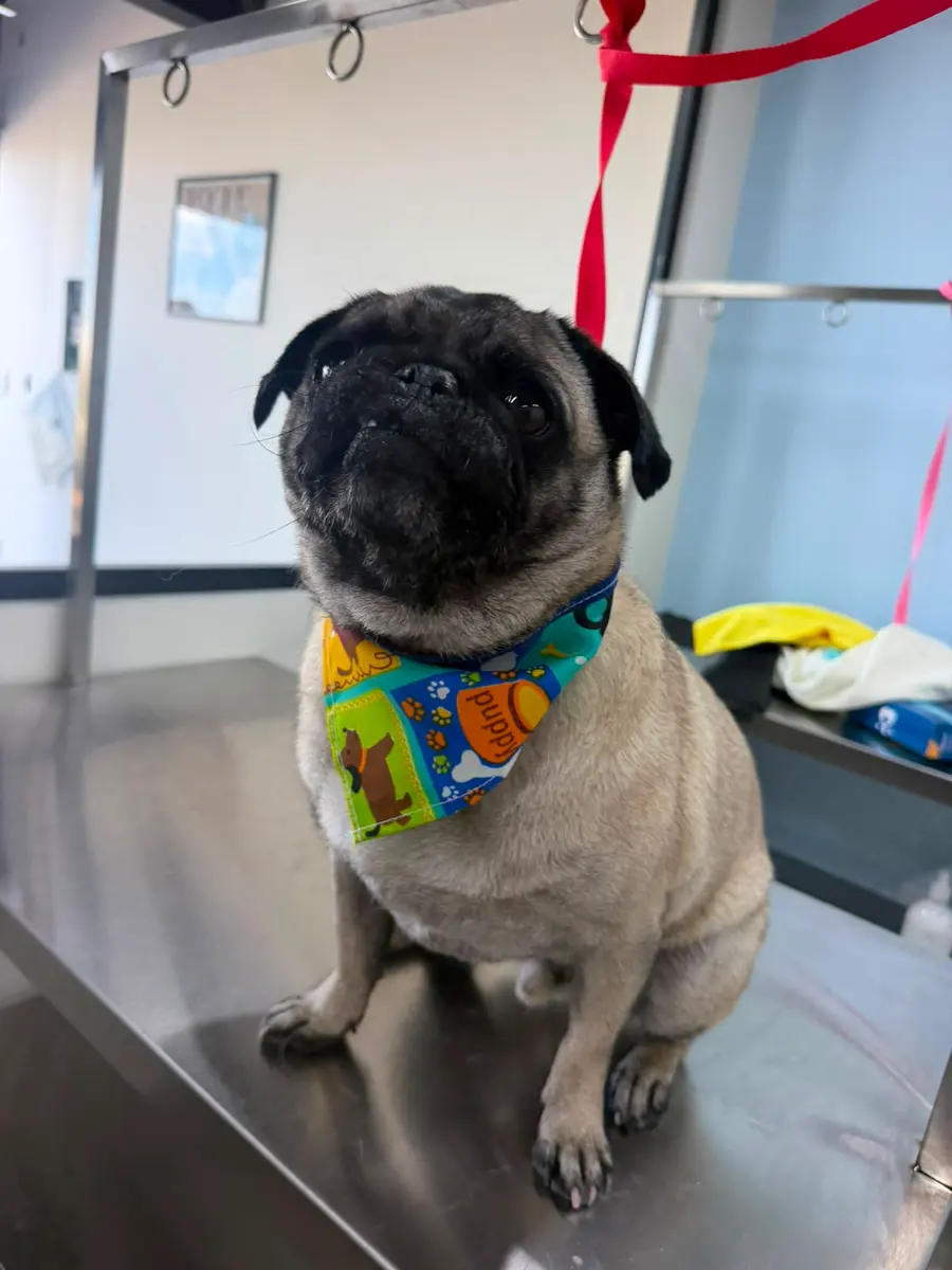 Pug atendido en Bubbles Pets Spa, estética canina en Zapopan