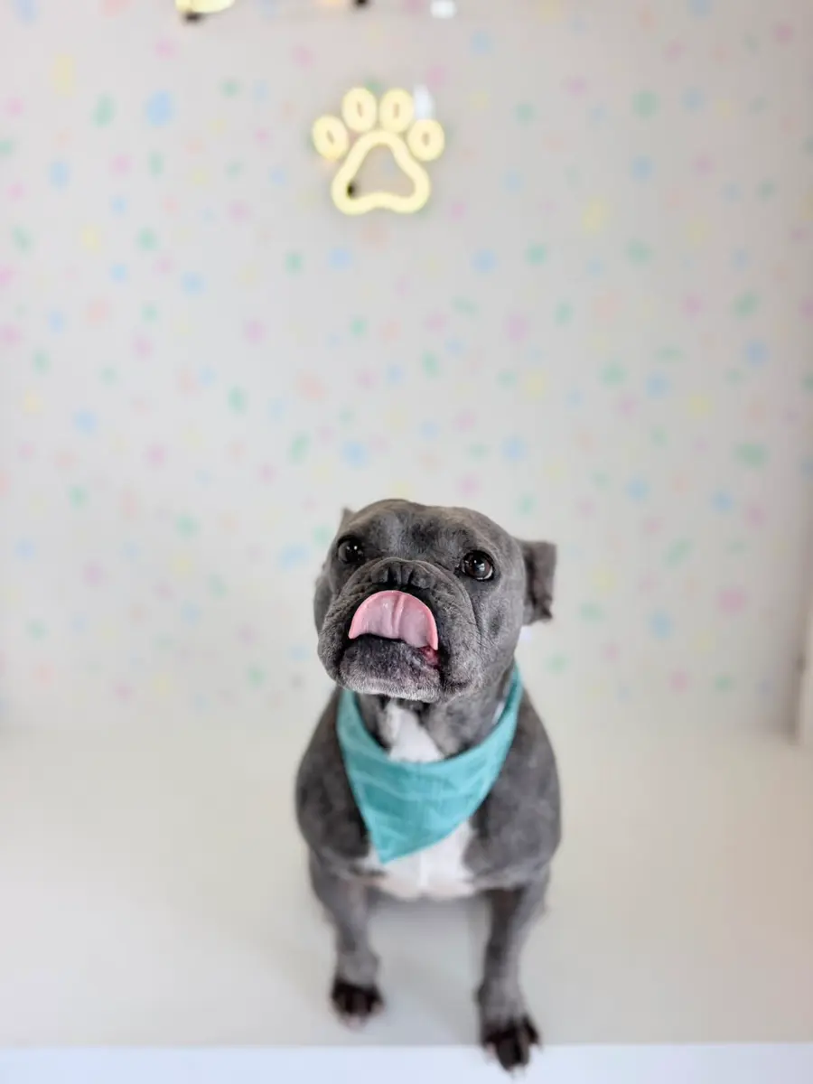 Perro con pañuelo en Bubbles, estética canina y felina en Zapopan