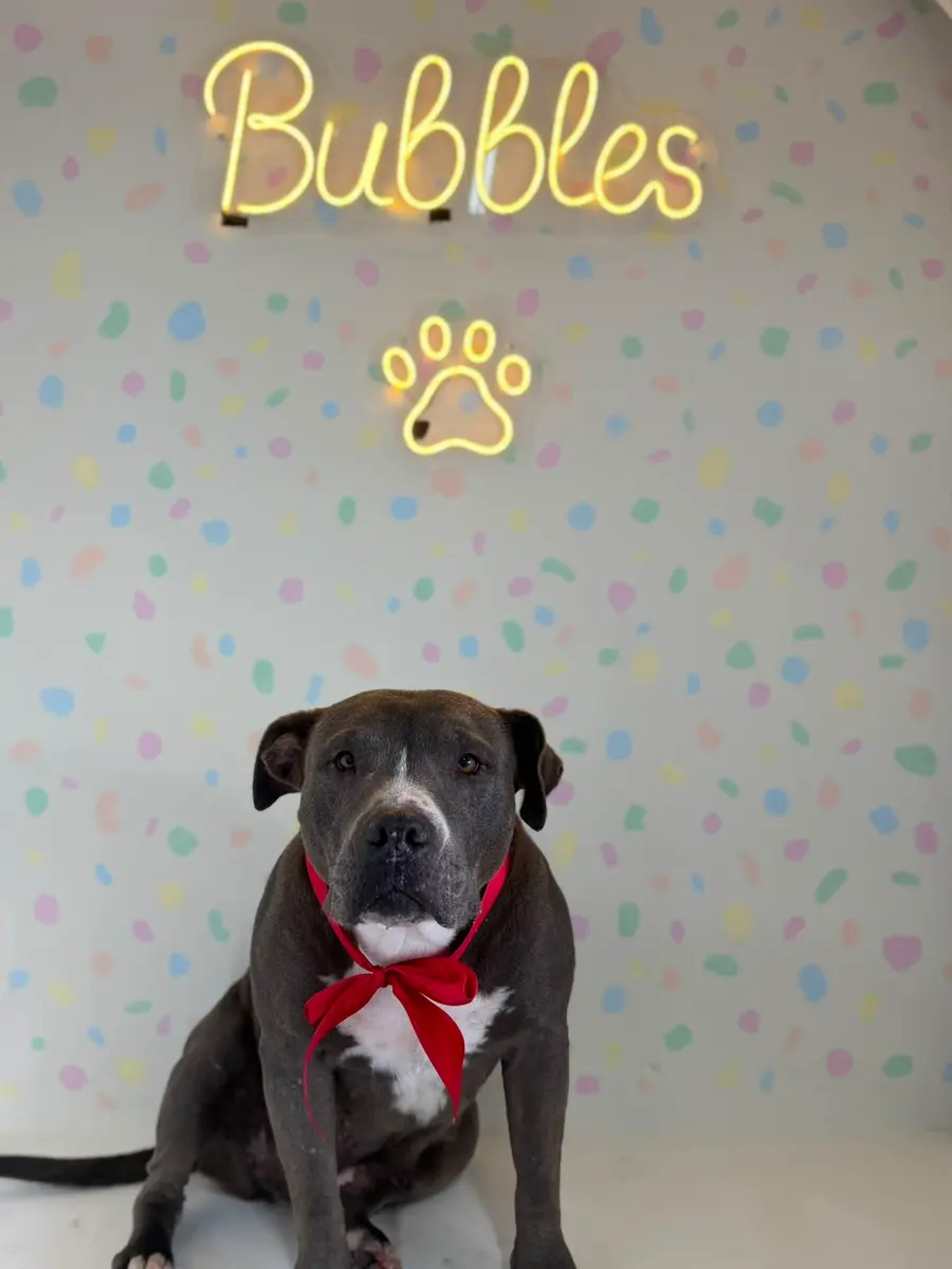 Perro feliz en Bubbles, estética canina en Zapopan