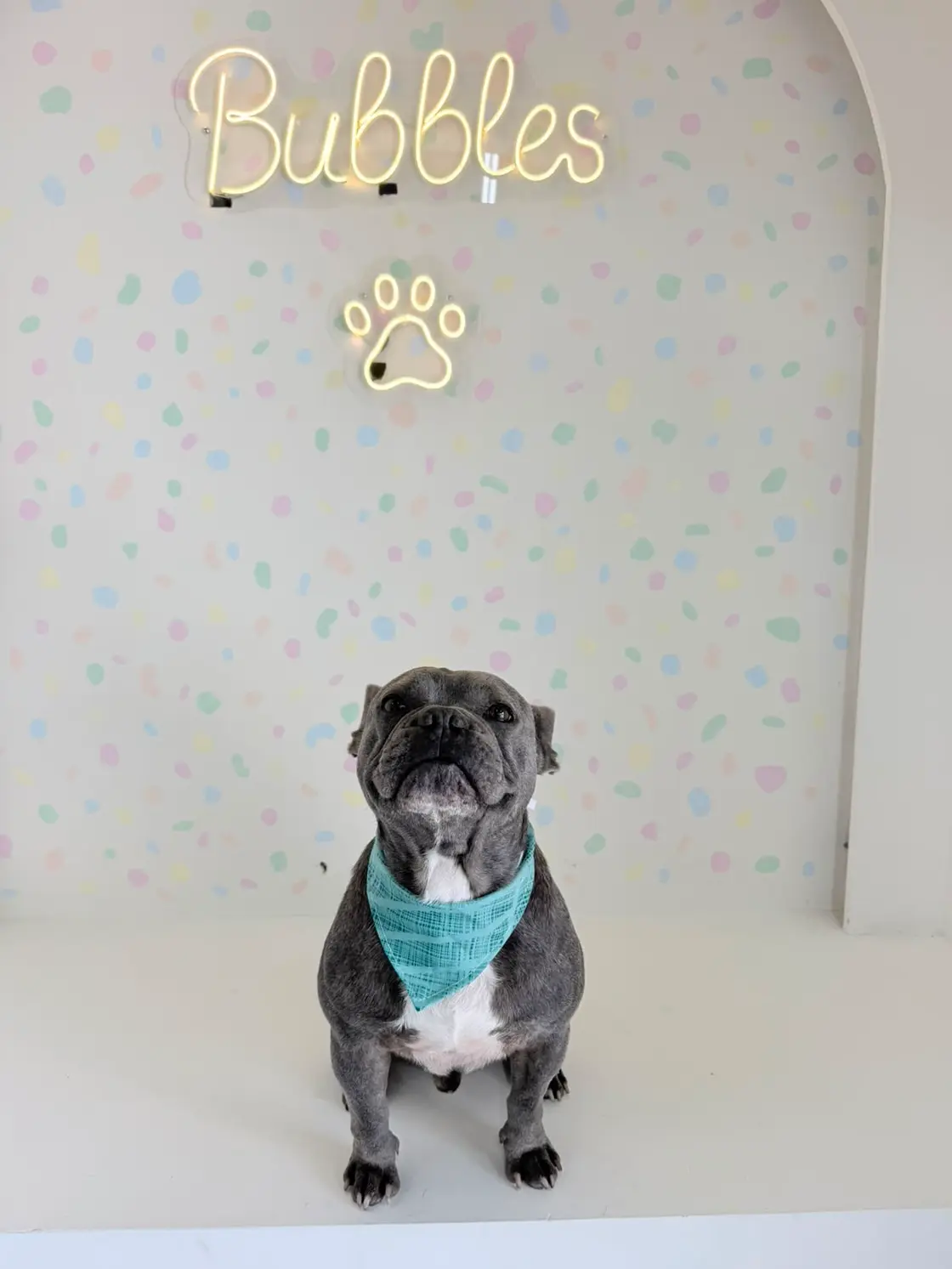 Perrito recién peinado en Bubbles, estética canina y felina en Zapopan