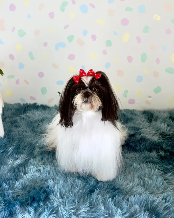 Motita, shih tzu consentida de Bubbles Pets Spa, con moños rojos