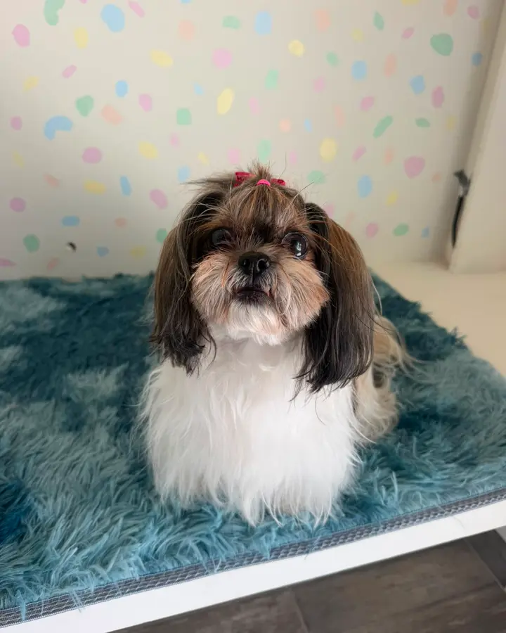 Pelusa, shih tzu recién peinada en Bubbles Pets Spa
